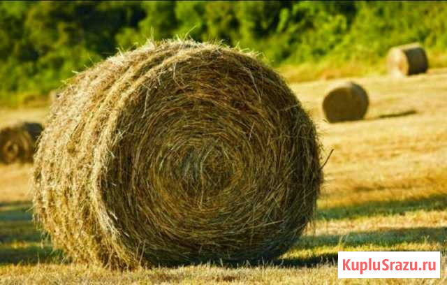 Сено луговое в тюках Средний Икорец - изображение 1