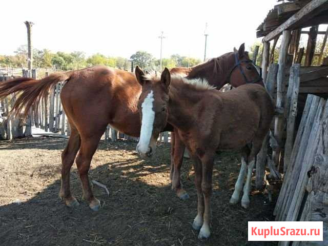 Лошадь Кизляр - изображение 1