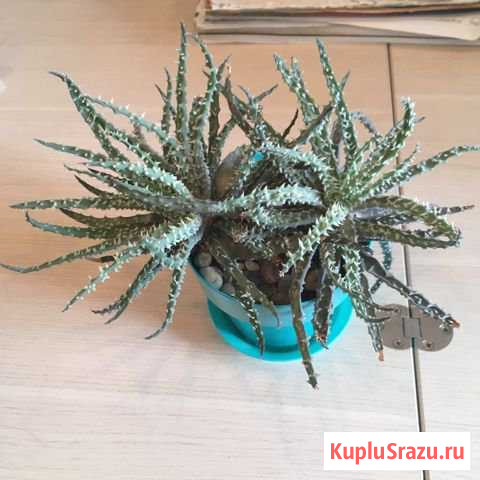 Комнатные растения Иваново - изображение 1