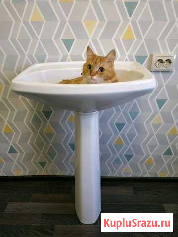 Раковина с пьедесталом и сифоном Иркутск - изображение 1