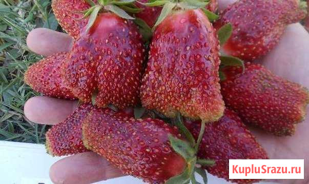 Земклуника купчиха Калининград - изображение 1