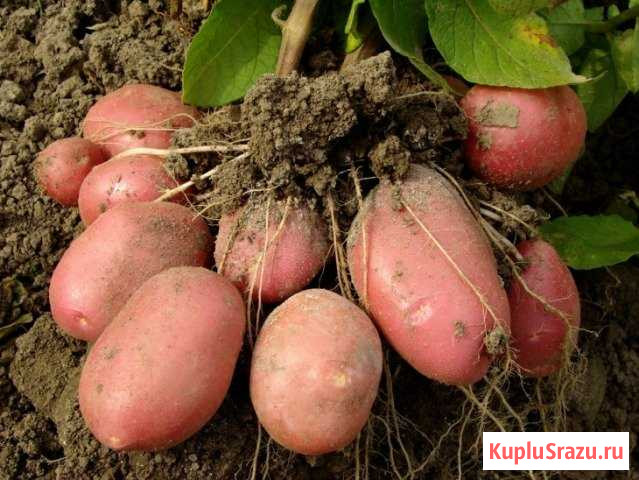 Продам картофель Белово - изображение 1