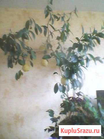 Лимон Лунарио Павлова Пандероза Мейер Микроцитрус Новокузнецк - изображение 1