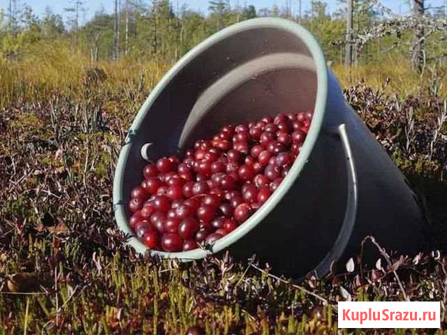 Клюква/Брусника(Карельская).Доставка Петрозаводск - изображение 1