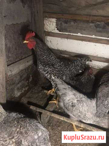 Петух породы Доминант Кемерово - изображение 1
