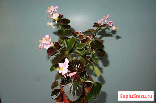 Бегония Новокузнецк - изображение 1