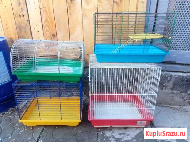 Клетки Саки - изображение 1