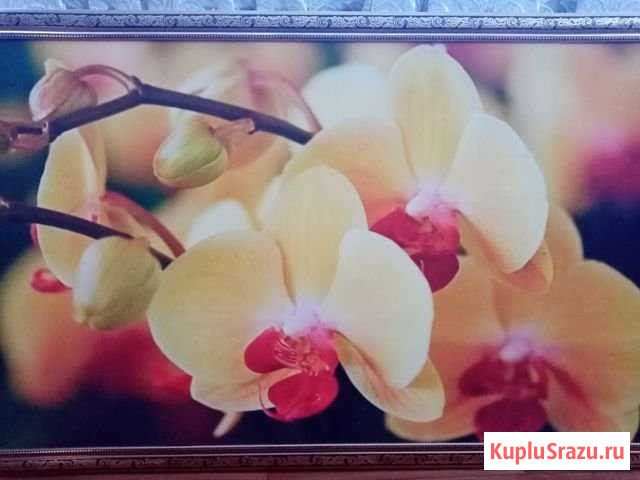 Картина Орхидея Кемля - изображение 1