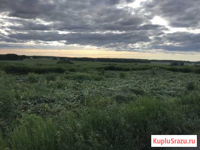  Чик - изображение 1