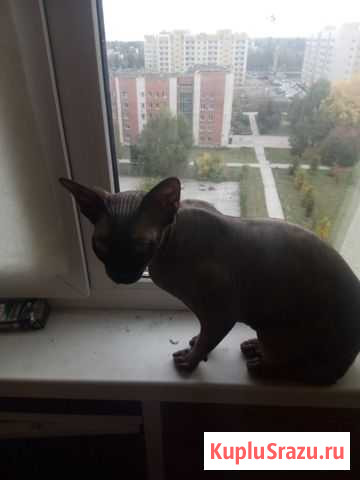 Кот Мотя Краснообск - изображение 1