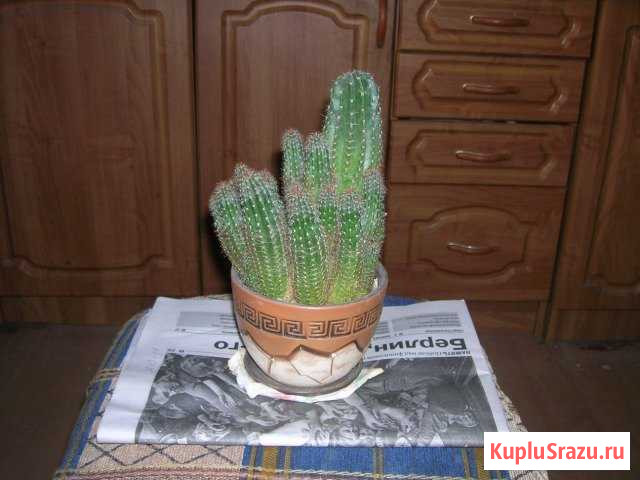 Цветы комнатные Орёл - изображение 1