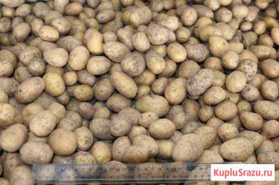 Продам картофель Очер