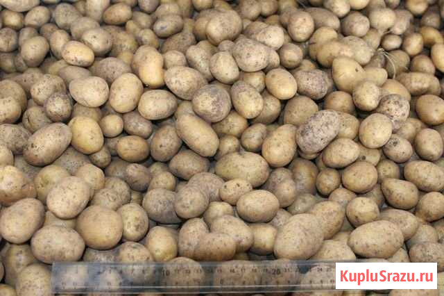 Продам картофель Очер - изображение 1