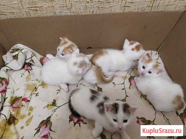 Котята Отрадный - изображение 1