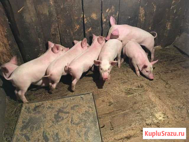 Поросята крупных пород Похвистнево - изображение 1