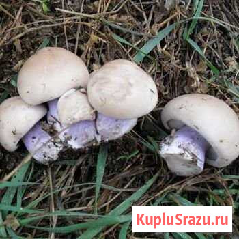 Грибы синяя ножка Балашов - изображение 1