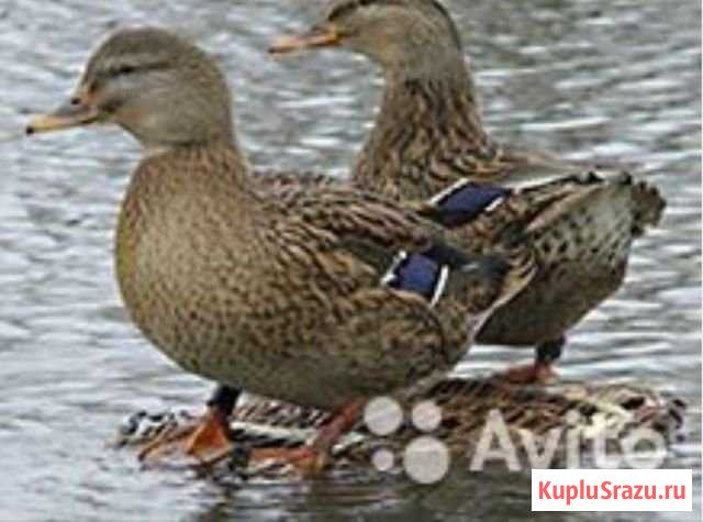 Дикие утки Энгельс - изображение 1