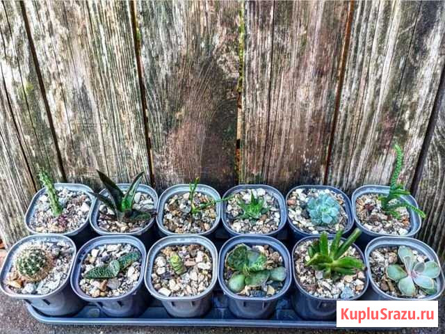 Суккуленты. Домашние цветы Пятигорск - изображение 1