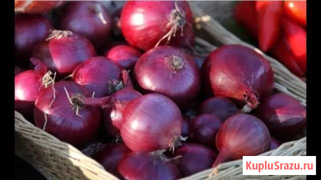 Лук Фиолетовый оптом со склада Донское - изображение 1