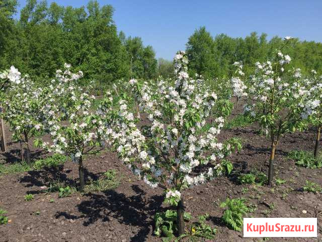 Плодовые крупномеры Мичуринск - изображение 1