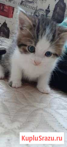 Котята Донской - изображение 1