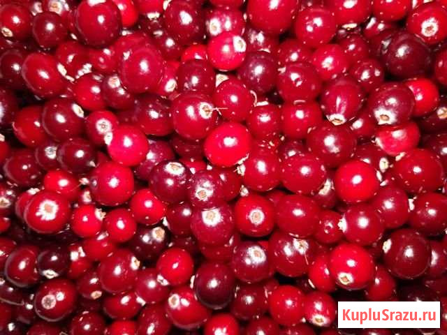 Продам клюкву Тобольск - изображение 1