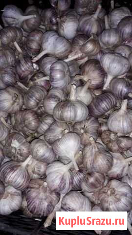 Чеснок деревенский Шумерля - изображение 1