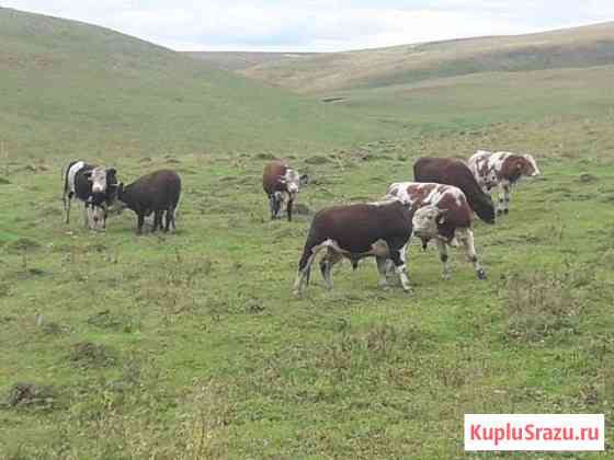 Быки, телята Бийск