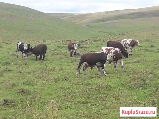 Быки, телята Бийск - изображение 1