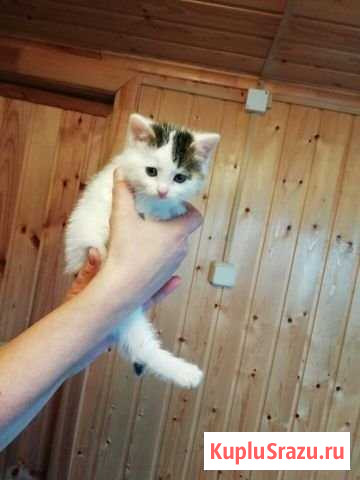Котята девочки ЛМС - изображение 1