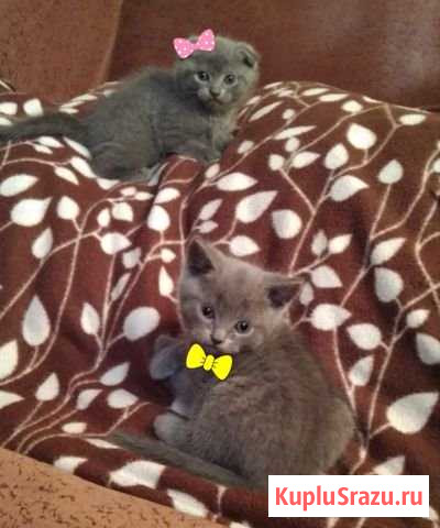 Британские котята Хотьково - изображение 1