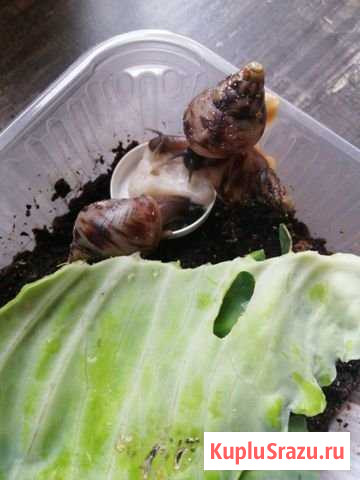 Улитки ахатины Серпухов - изображение 1