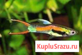 Гуппи Эндлера (Poecilia reticulata) Чехов - изображение 1
