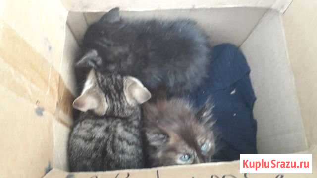 Котята в добрые руки Карасук - изображение 1