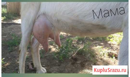 Козлята от молочных зааненских коз Жаворонки - изображение 1