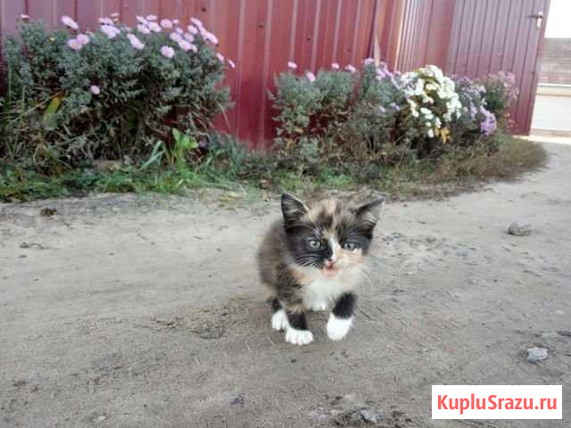 Котята (девочки) Борисоглебск - изображение 1
