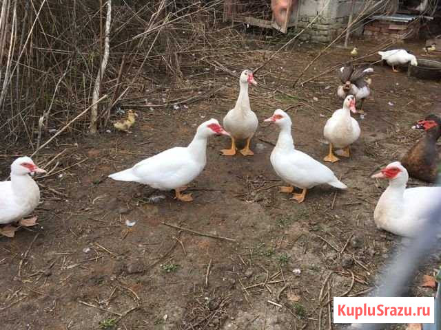 Утки Хадыженск - изображение 1