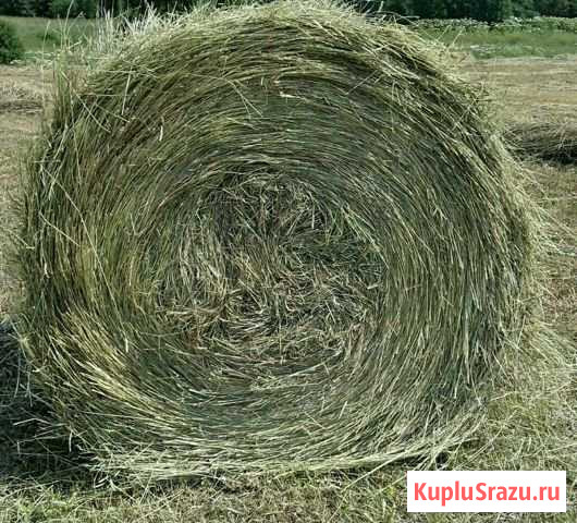 Продажа (сено в рулонах) Дубовка - изображение 1