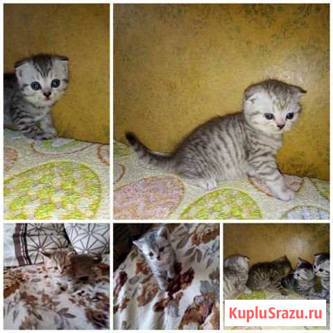 Продаю котят Курганинск - изображение 1