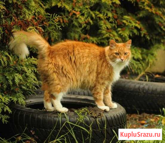 Кот Марсик Вырица - изображение 1