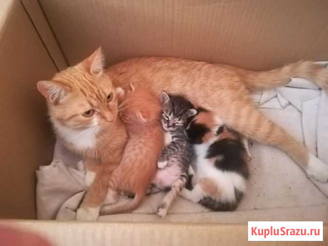 Котята Надежда - изображение 1