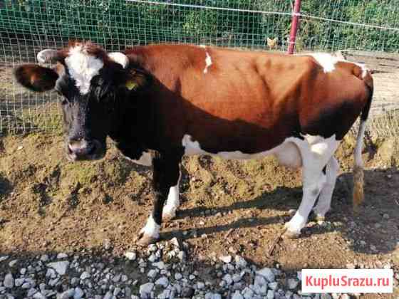 Коровы Высокое