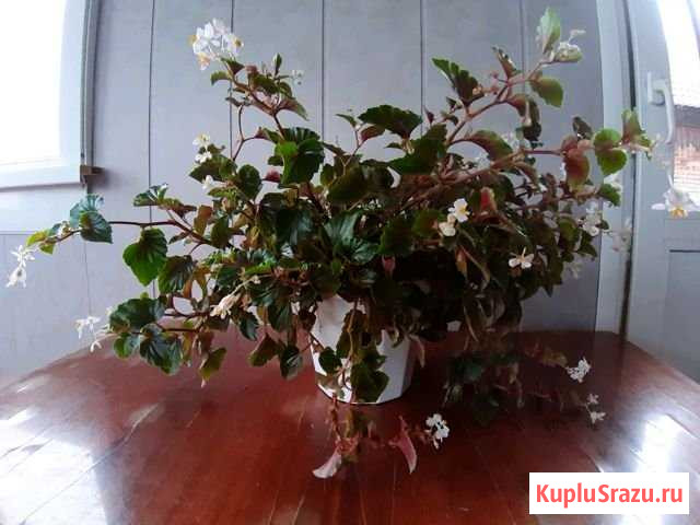 Бегония Ленинск-Кузнецкий - изображение 1