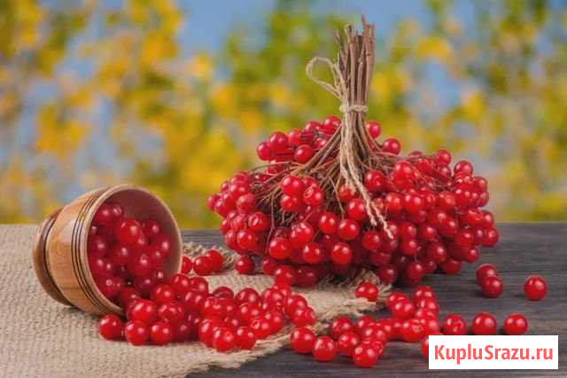 Калина замороженная Култаево - изображение 1