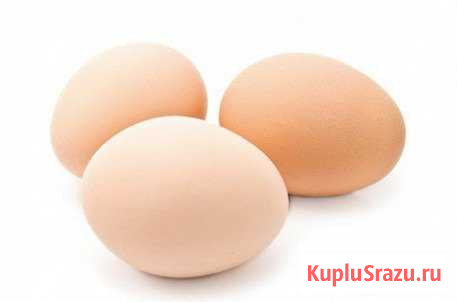 Яйцо домашних курочек Великие Луки - изображение 1