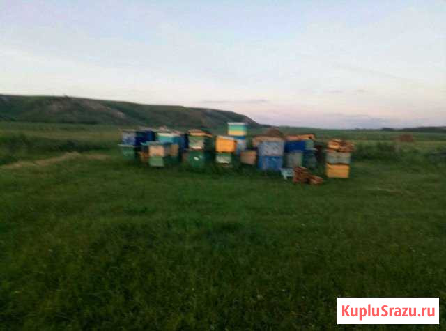 Улья Киргиз-Мияки - изображение 1