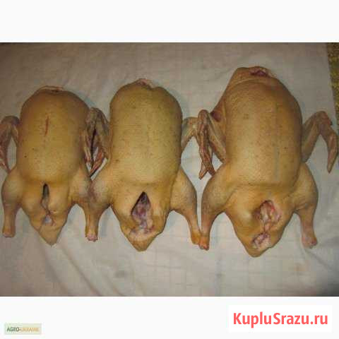 Мясо. Гуси, утки, муларды Пичаево - изображение 1