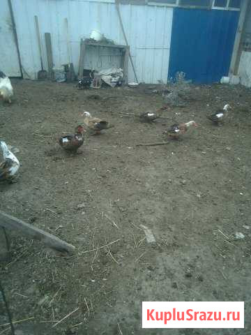 Птица домашняя Анапа - изображение 1