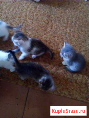 Котята Кумертау - изображение 1
