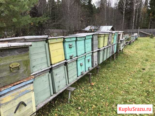 Продам ульи для пчёл и пчелосемьи Нолинск - изображение 1